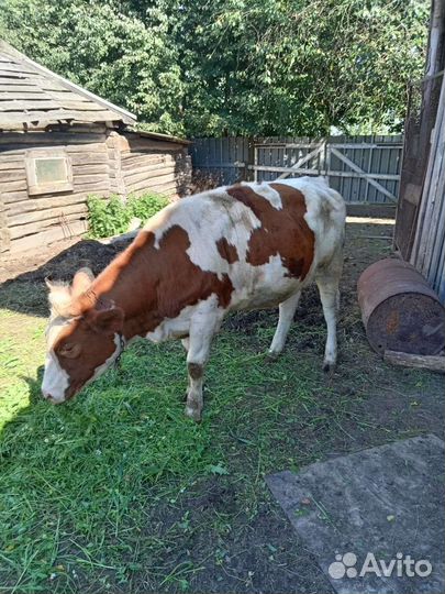 Телкастельная