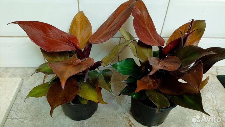 Филодендрон