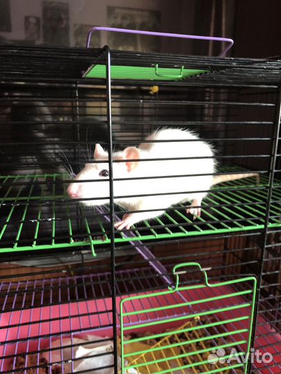 Отдаю крысу с клеткой