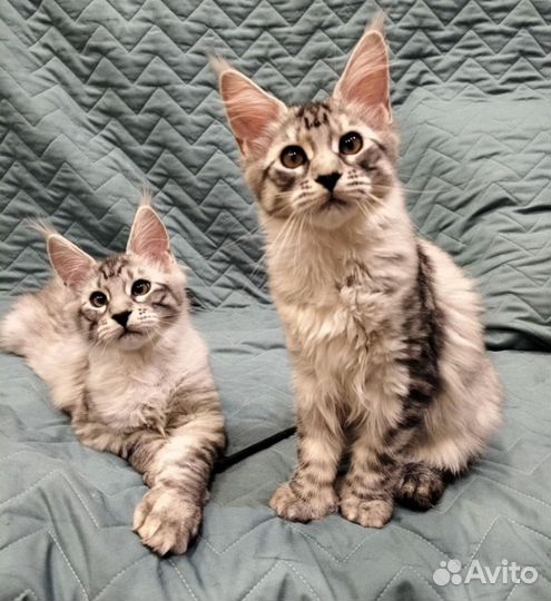 Котята мейн-куны полидакты