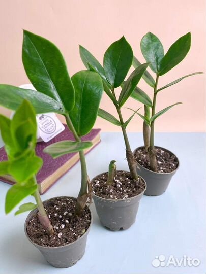 Замиокулькас