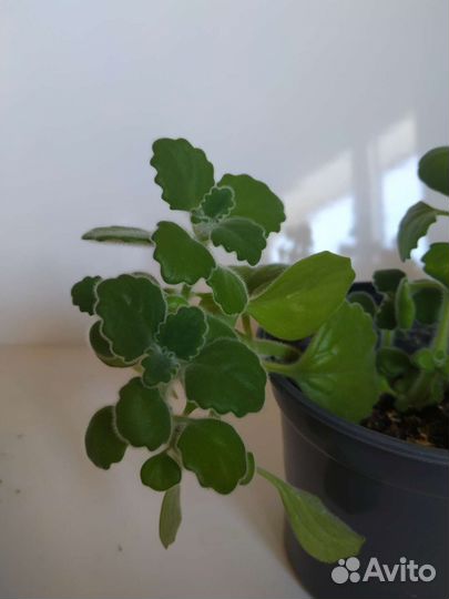 Плектрантусы, много сортов, комнатная мята