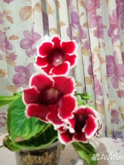 Глоксиния цветущая