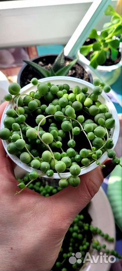 Крестовник Роули