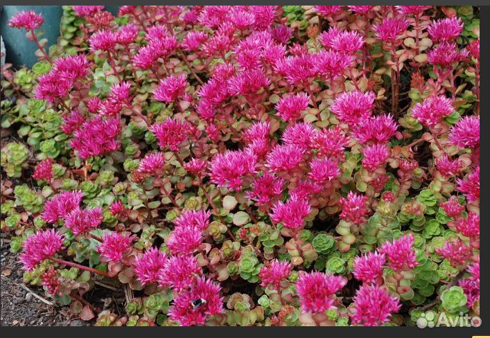 Набор многолетников для солнечного сада, 10 штук