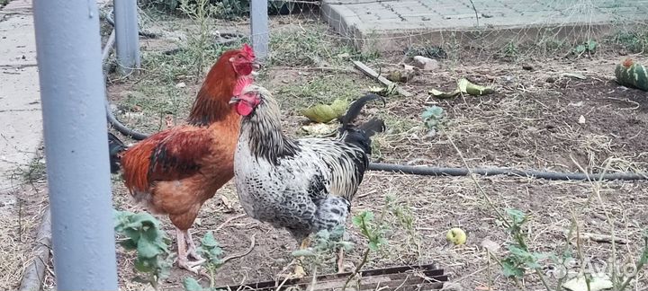 Молодые петушки + молодки