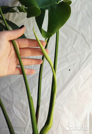 Монстера делициоза