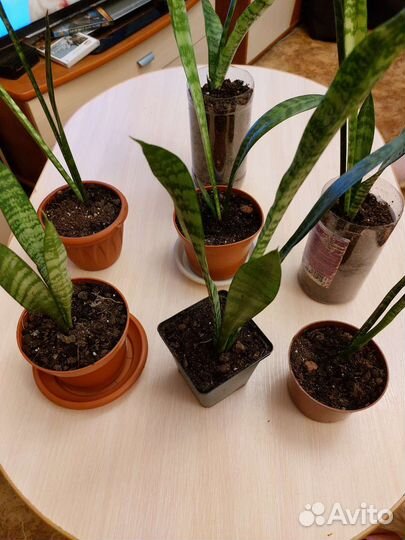 Комнатные цветы. Тещин язык. Сансевиерия