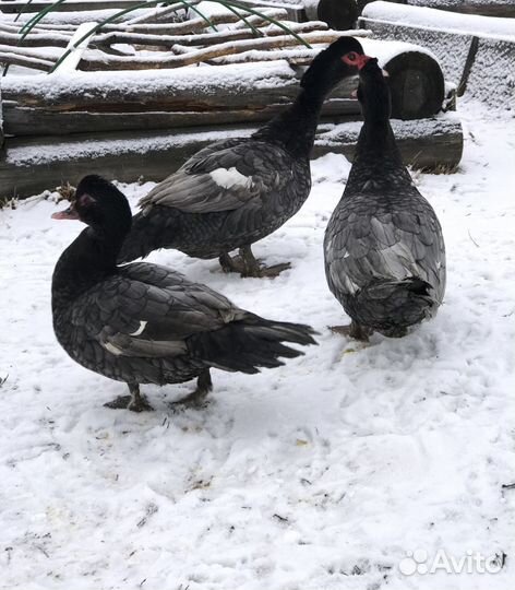 Инкубационное яйцо индоутки/утка/индюшата