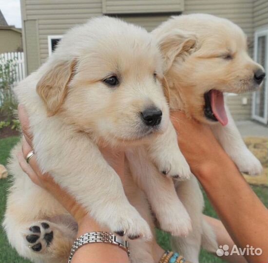 Ретривер щенки