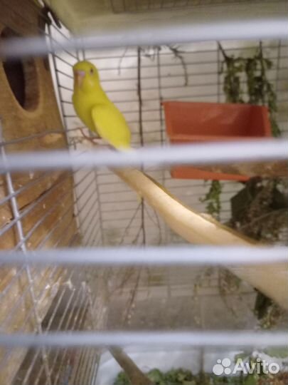 Волнистый попугай самец