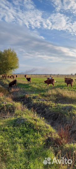 Телки коровы бычки