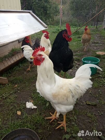 Куры и петухи