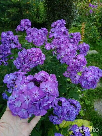 Садовые многолетники-3. Флоксы, ирисы и тд