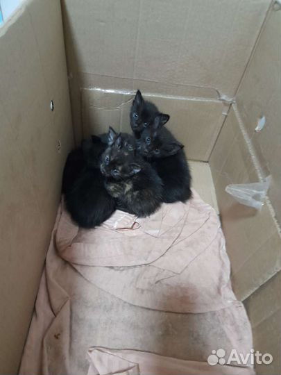 Котята в добрые руки бесплатно