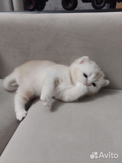 Шотландские котята