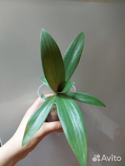 Монстера Манки Маск и рео