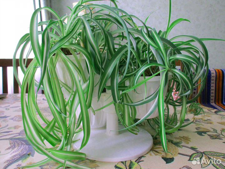 Хлорофитум кудрявый (Chlorophytum comosum bonnie)