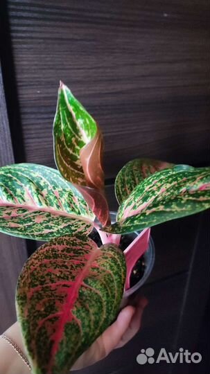 Аглаонема тиара