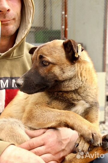 Щенок Вольт в добрые руки