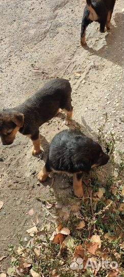 Щенки дворняжки