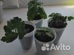 Хризантема домашняя