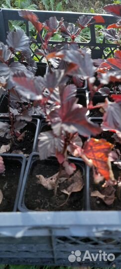 Пузыреплодник Diablo