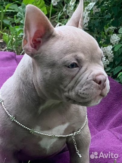 Щенок Американский булли Девочка микро экзот