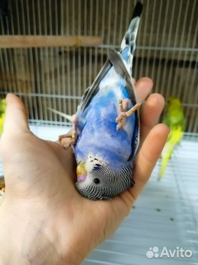 Супер ручные волнистый попугай птенцы с гнезда