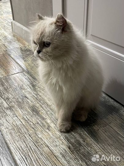 Кошка перс блю поинт
