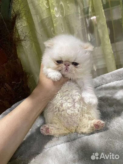 Продам котенка