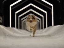 Собака для фотосессии/рекламы(пёс не продается)