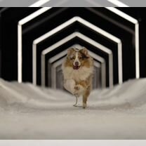 Собака для фотосессии/рекламы(пёс не продается)