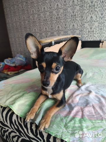 Вязка той-терьер мальчик