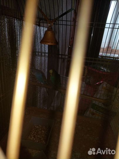Клетка с попугаями