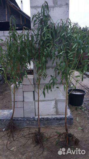 Саженцы персика