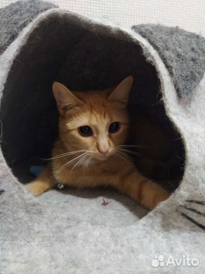 Отдам в добрые руки кошечку