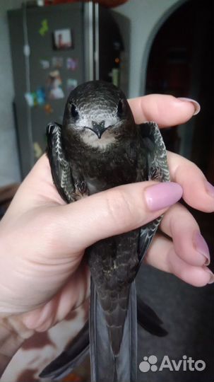 Сверчки для стрижей