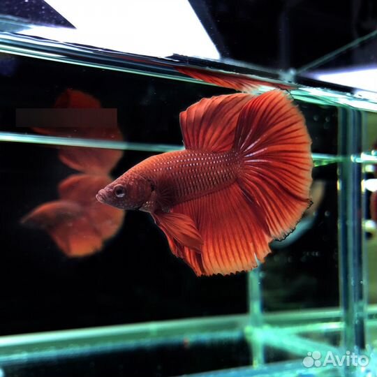 Рыба Петушок Коронохвостый/Супердельта