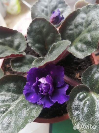 Фиалка шансон