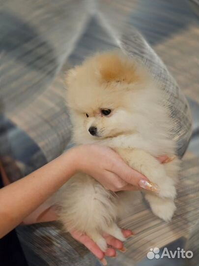 Щенки шпица