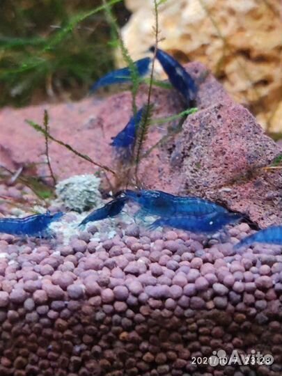 Креветки Синяя Мечта Блю Дрим и другие в аквариум