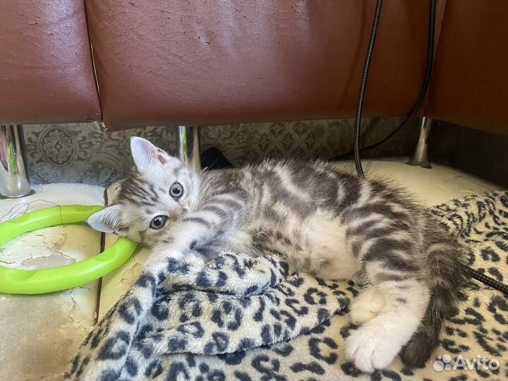 Шотландская