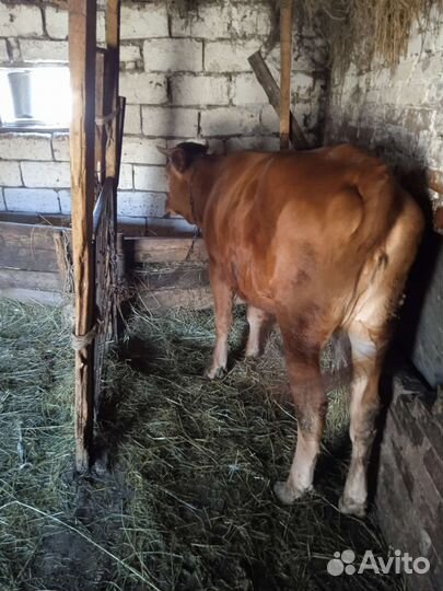 Телка 1.5 года