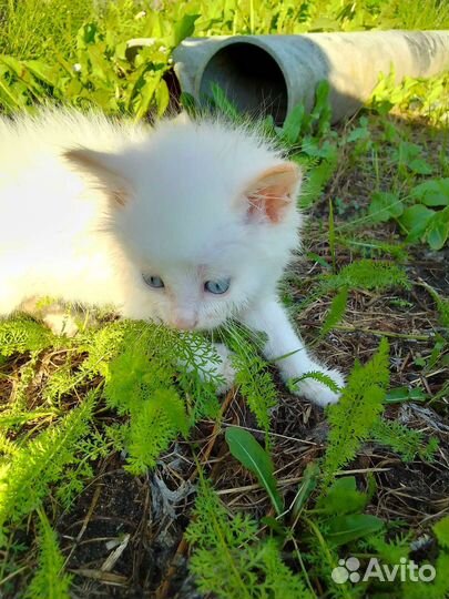 Не просто котятки