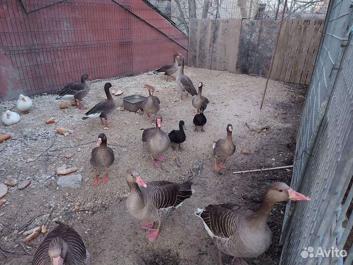 Подсадные утки,Белолобые