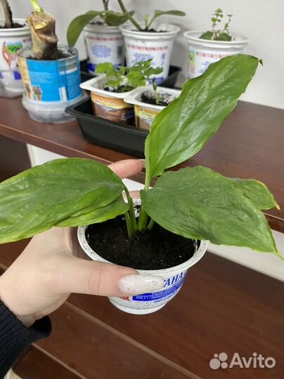 Комнатные цветы разные