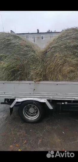 Сено разнотравие 2024