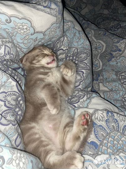 Шотландский вислоухий кот