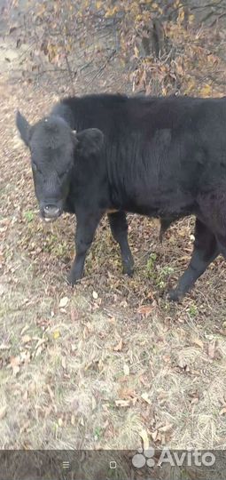 Бычки телята домашние